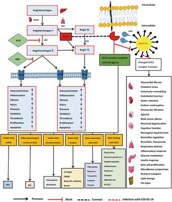 Potential use of the S-protein–Angiotensin converting enzyme 2 binding pathway in the treatment of coronavirus disease 2019